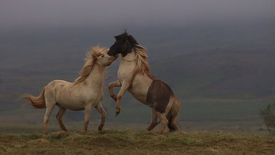 Исландские лошади фото
