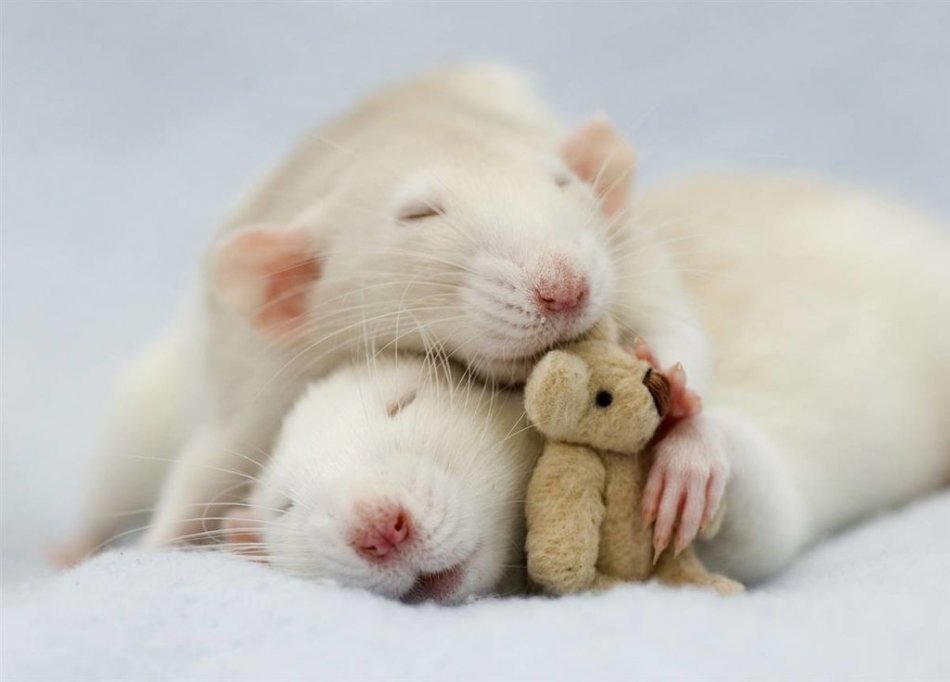 Декоративные крысы спят с игрушкой фото
