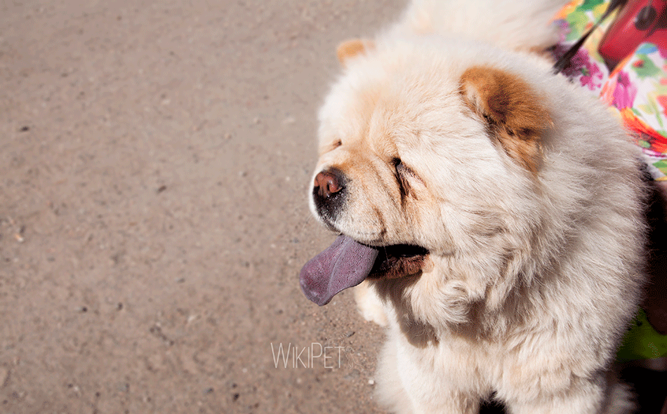 Собака породы чау чау с высунутым языком