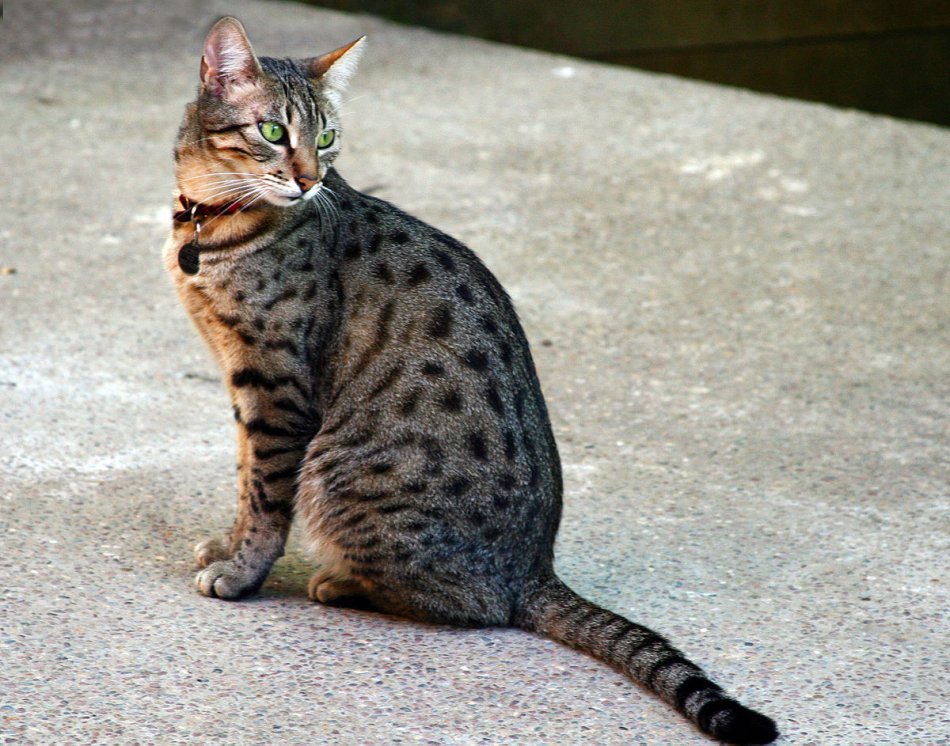 египетская мау или бенгальская кошка