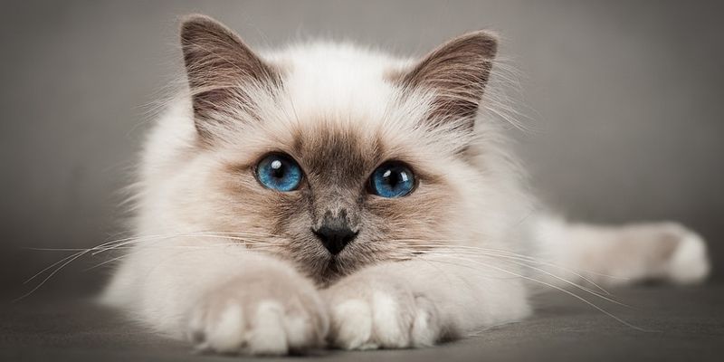Сонник: К чему снятся кошки? К радости это или печали? WikiPet.ru