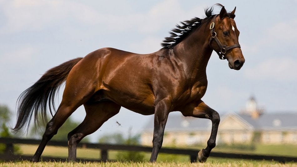 Ганноверская лошадь гнедой масти фото