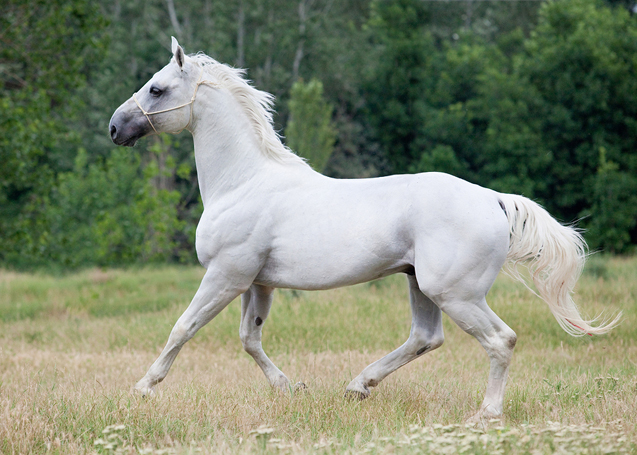 Серая ганноверская лошадь фото