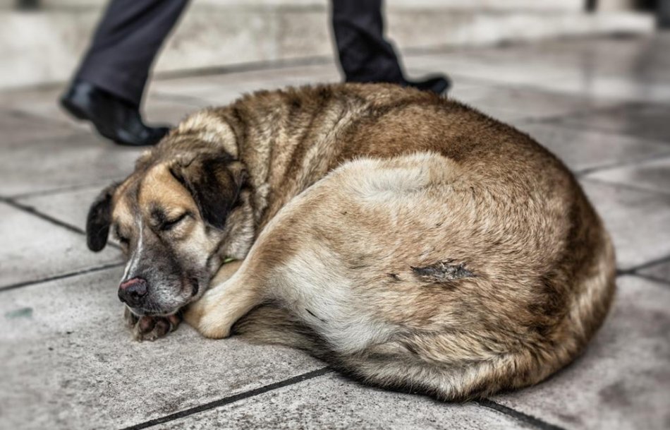 Бездомная собака спит фото