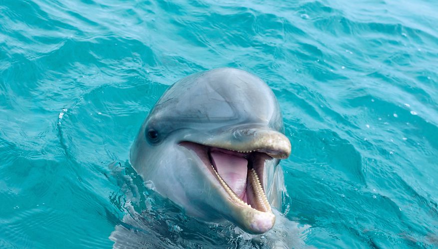 Дельфин улыбается фото