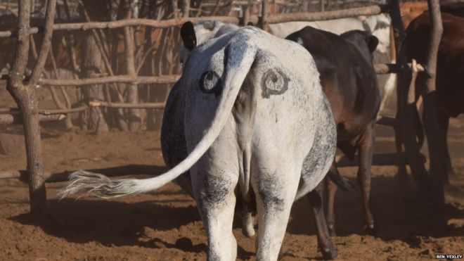 Корова с нарисованными на заду глазами фото