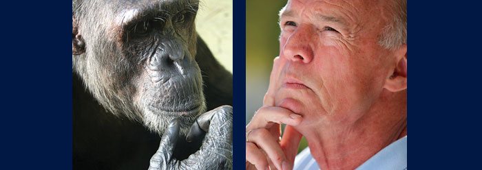 Человек и шимпанзе фото