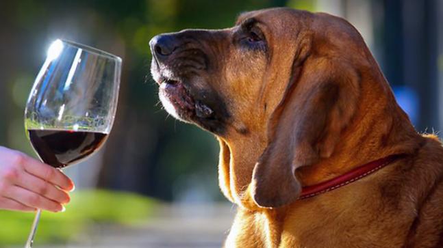 Собака нюхает бокал с вином фото