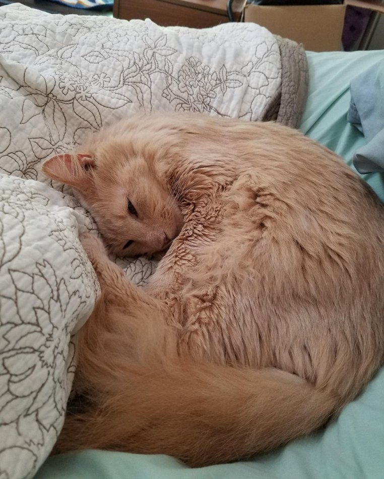 Рыжий кот лежит на кровати фото