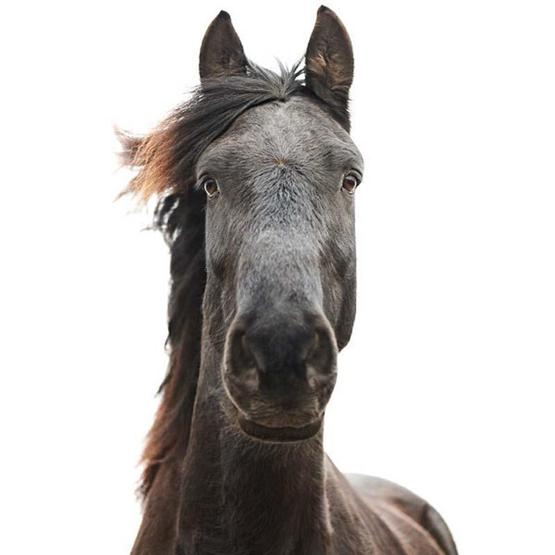 Мимика животных лошадь фото