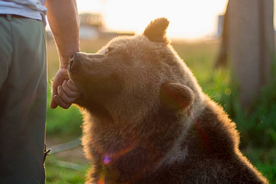 Медведь сосет руку человека фото