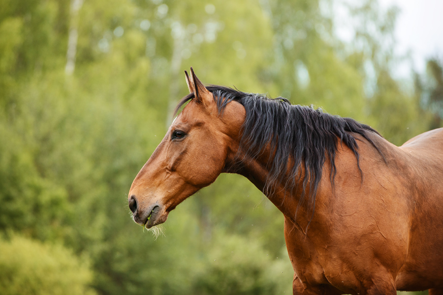 Портрет гнедой лошади на фоне листвы фото