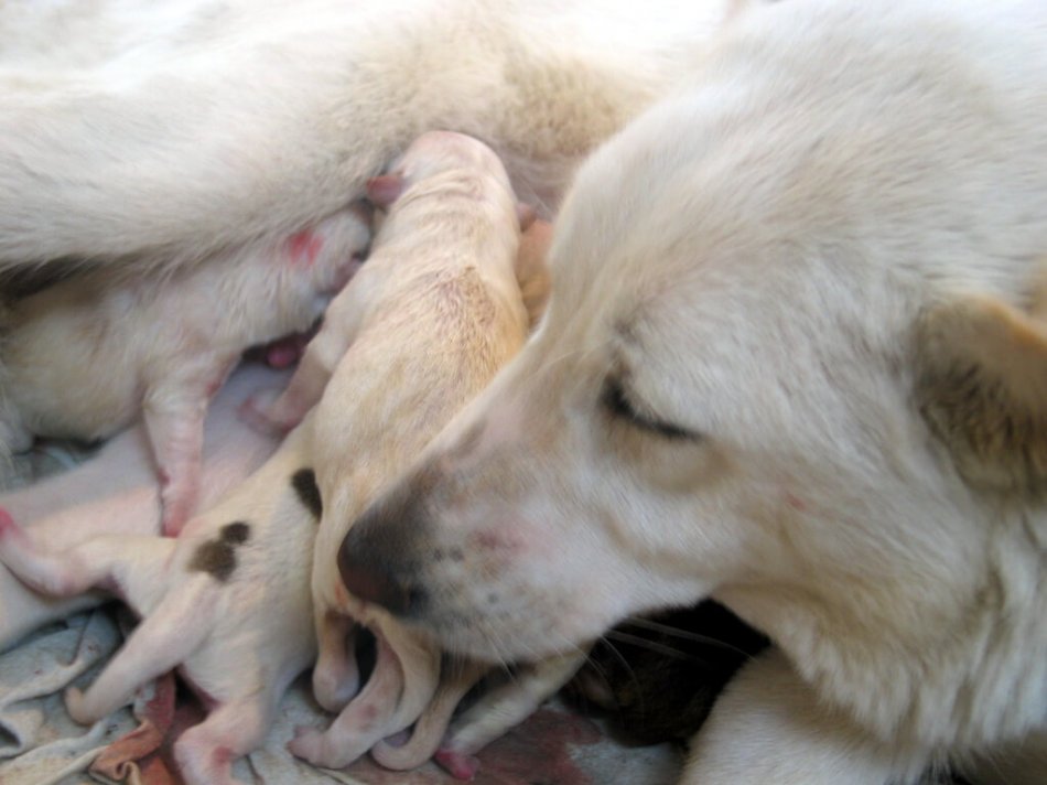 Собака с новорожденными щенками фото