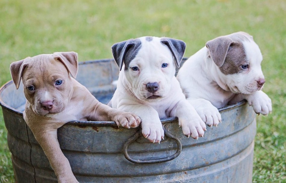 Три щенка в корыте фото