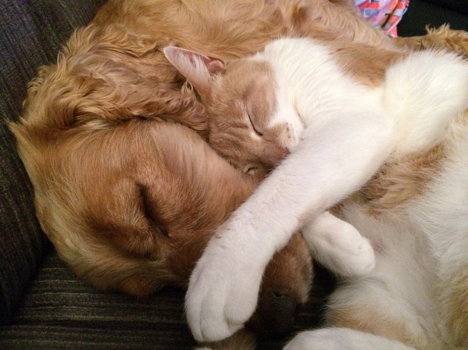 Собака и кошка спят в обнимку фото