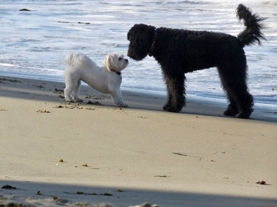 Собаки обнюхиваются нос к носу на пляже фото
