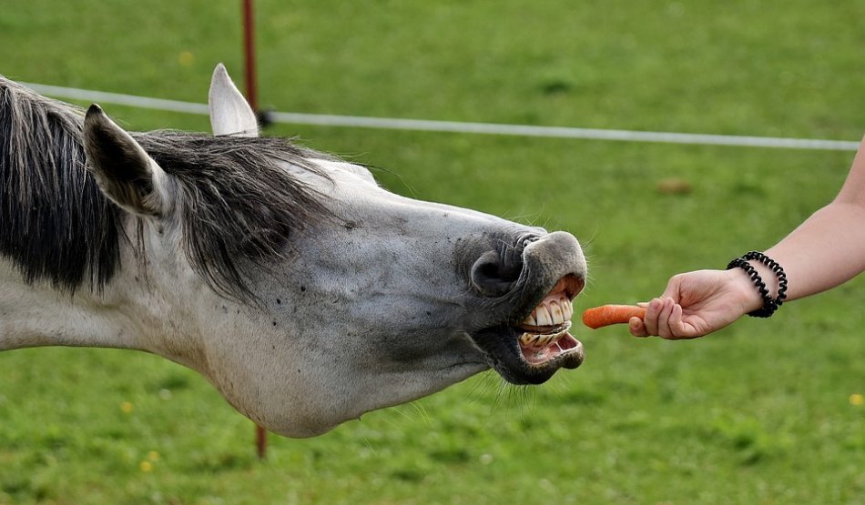 Человек дает лошади морковку фото