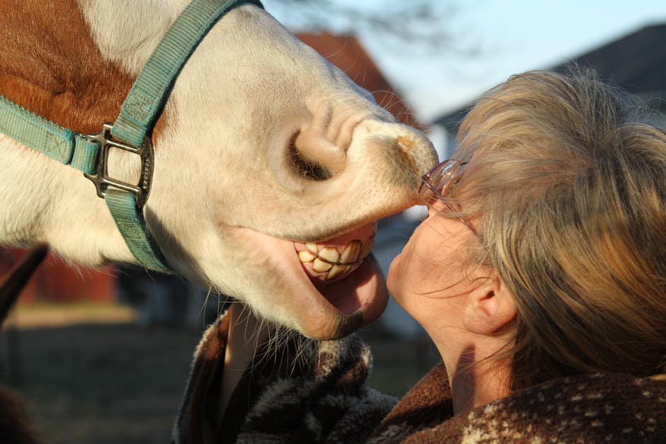Лошадь целует человека фото