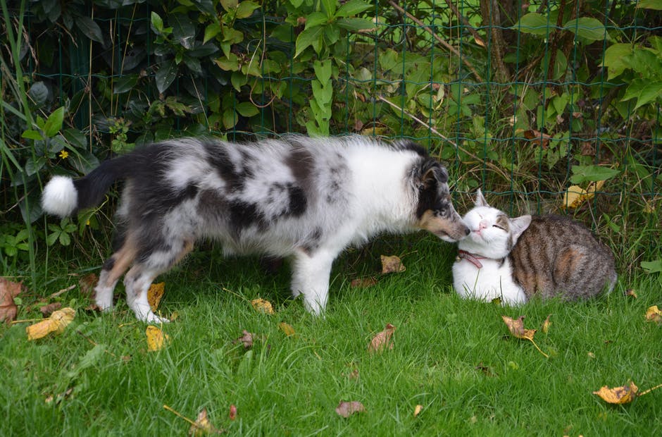 Австралийская овчарка обнюхивает кошку фото