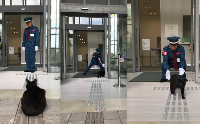 Черный кот пытается попасть в музей фото
