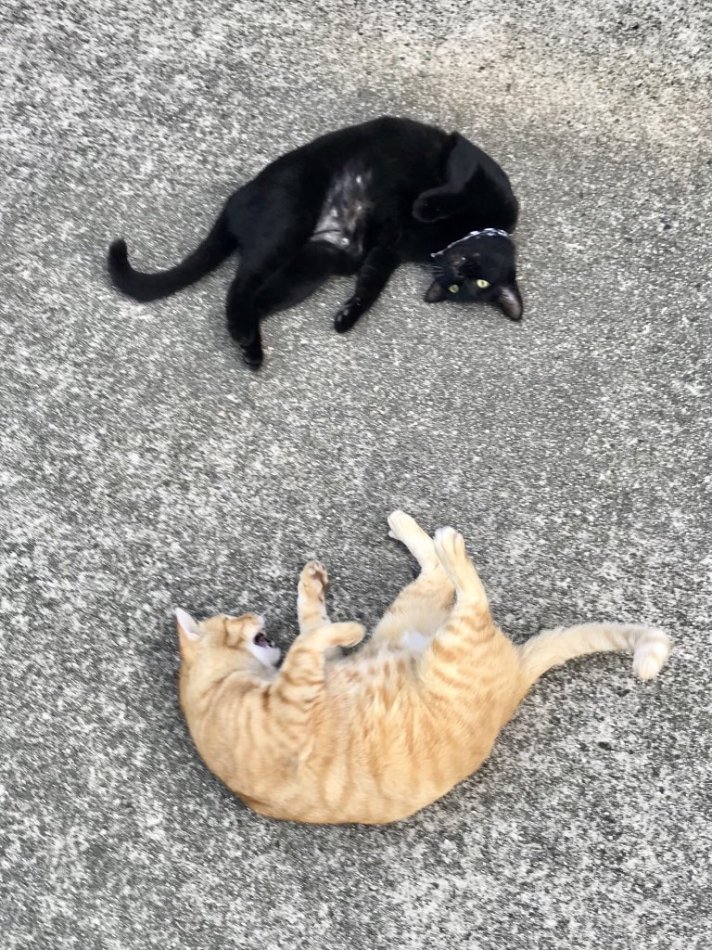 Рыжий и черный коты лежат на асфальте фото