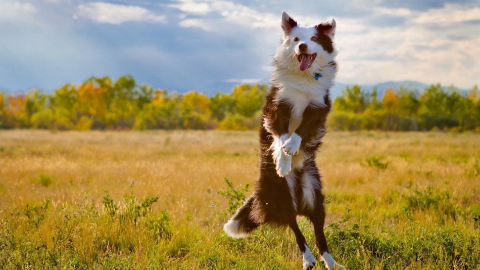 Собака радостная прыгает на лугу фото