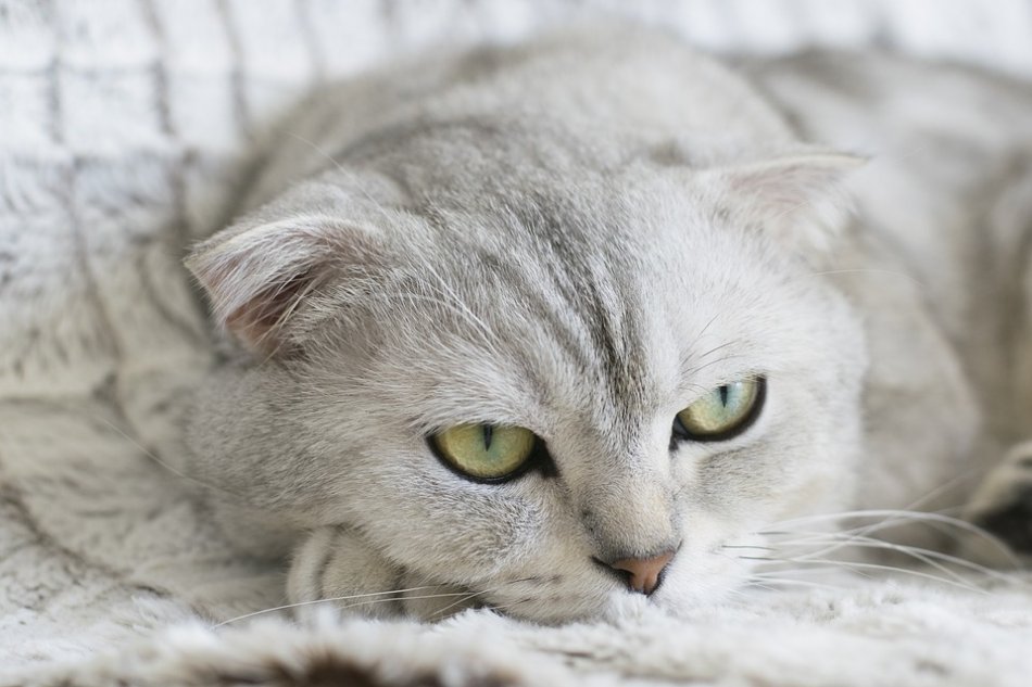 кот с зелеными глазами фото