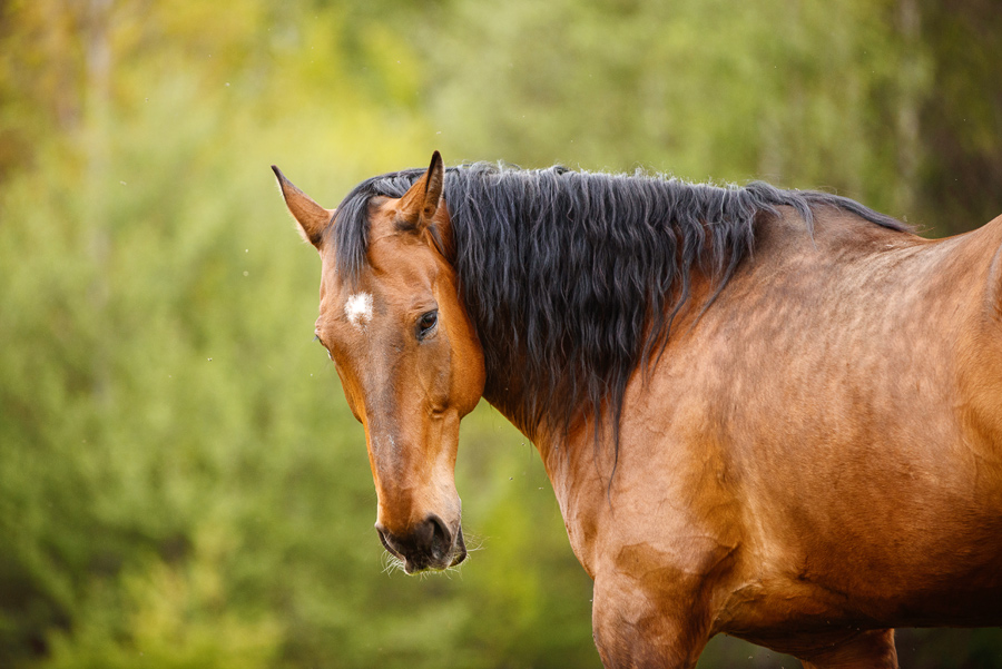 Красивая гнедая лошадь портрет фото