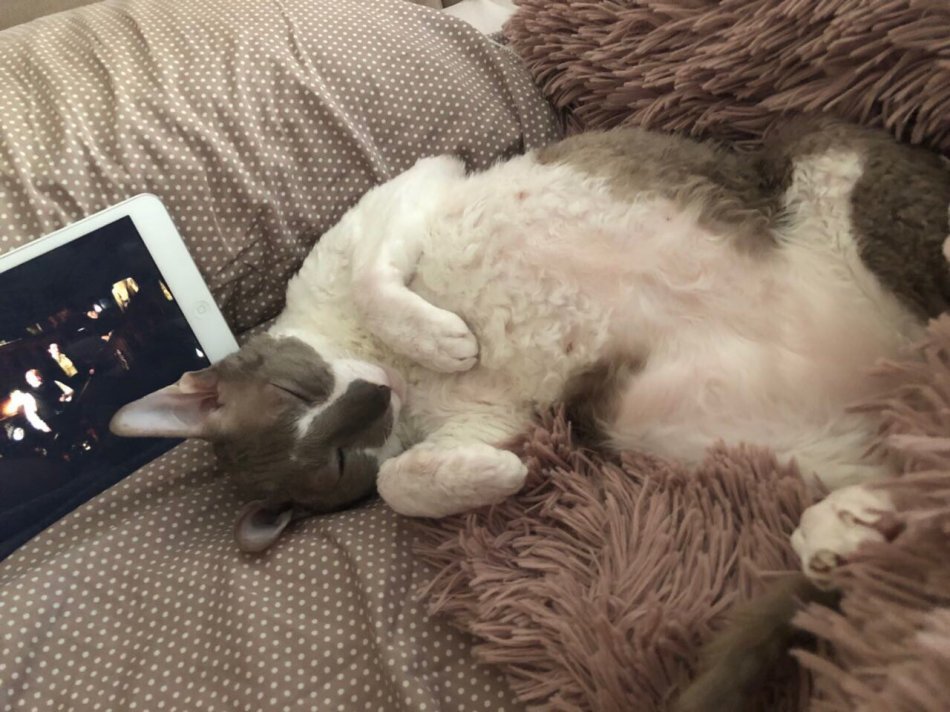 Корниш рекс кошка валяется на диване фото