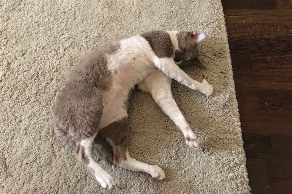 Корниш рекс кошка спит на коврике фото