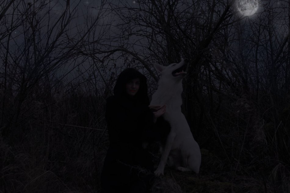 Белая швейцарская овчарка воет на луну фото