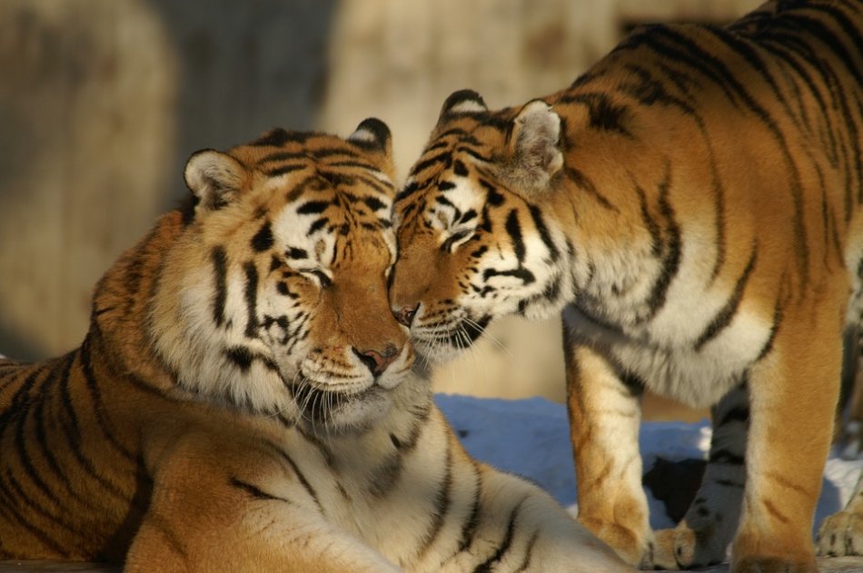 Тигры общаются друг с другом фото