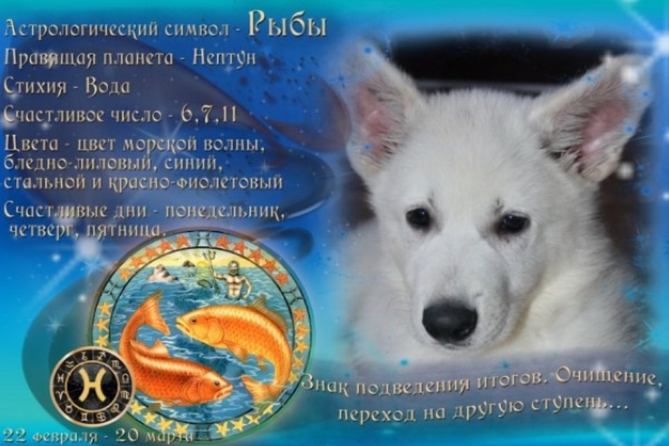 Собака рыба по гороскопу фото