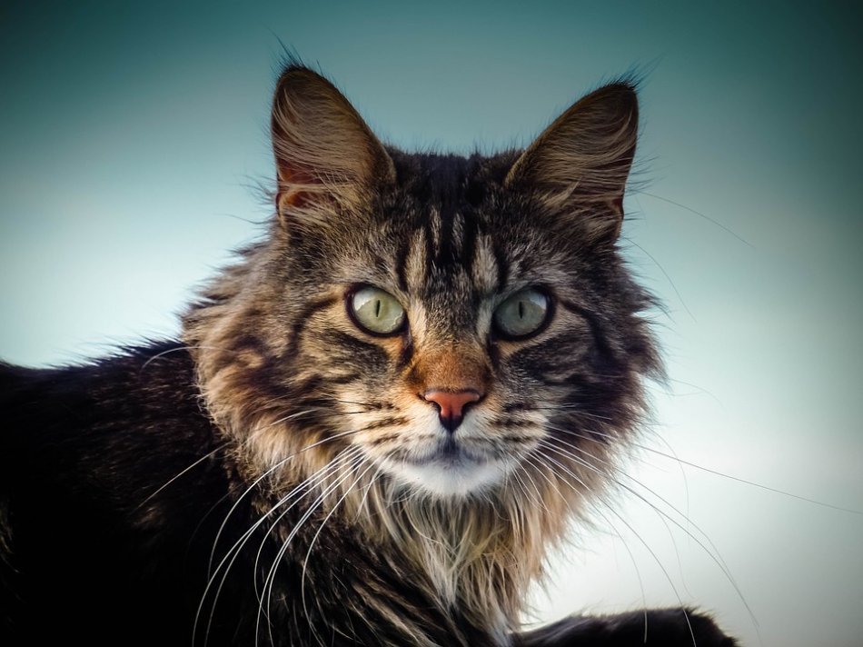 15 интересных фактов о мейн-кунах - для любителей этих огромных кошек!