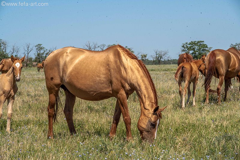 Табун донских лошадей фото