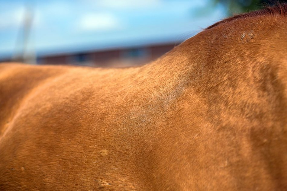 Золотисто-рыжая масть донской лошади фото