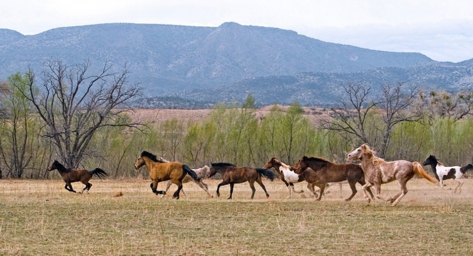 Табун лошадей бежит фото