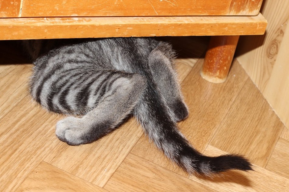 Серо-полосатая кошка прячется под шкаф фото