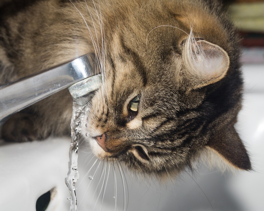 Норвежская лесная кошка пьет воду из-под крана фото