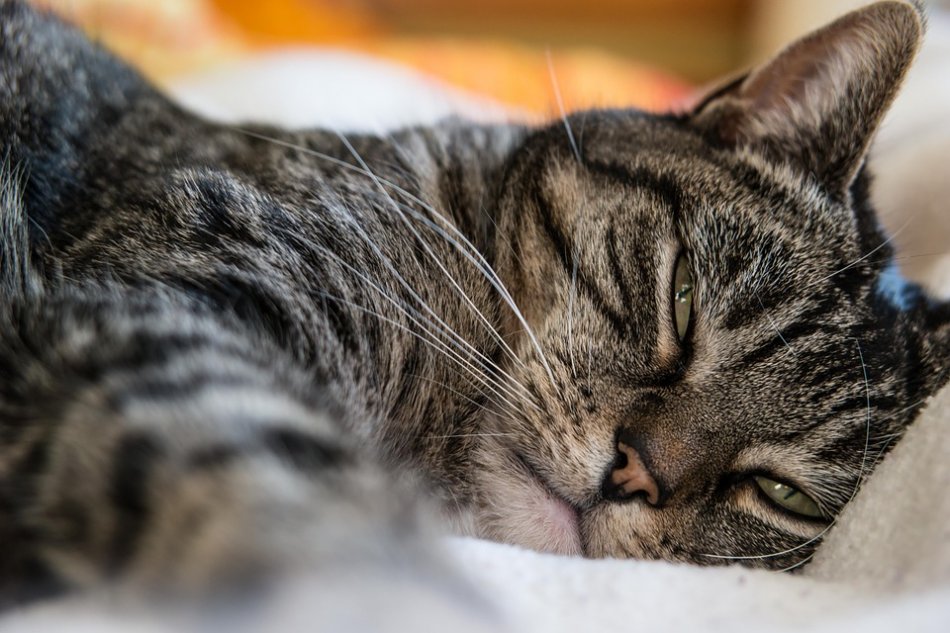 Серо-полосатая кошка спит расслаблена фото
