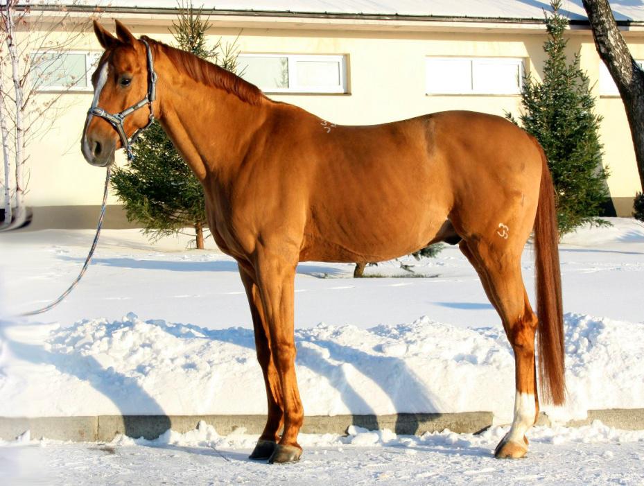 Буденновская лошадь фото