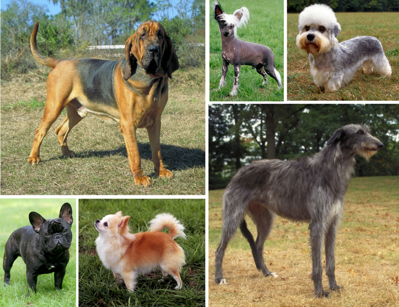 Собаки разных пород фото
