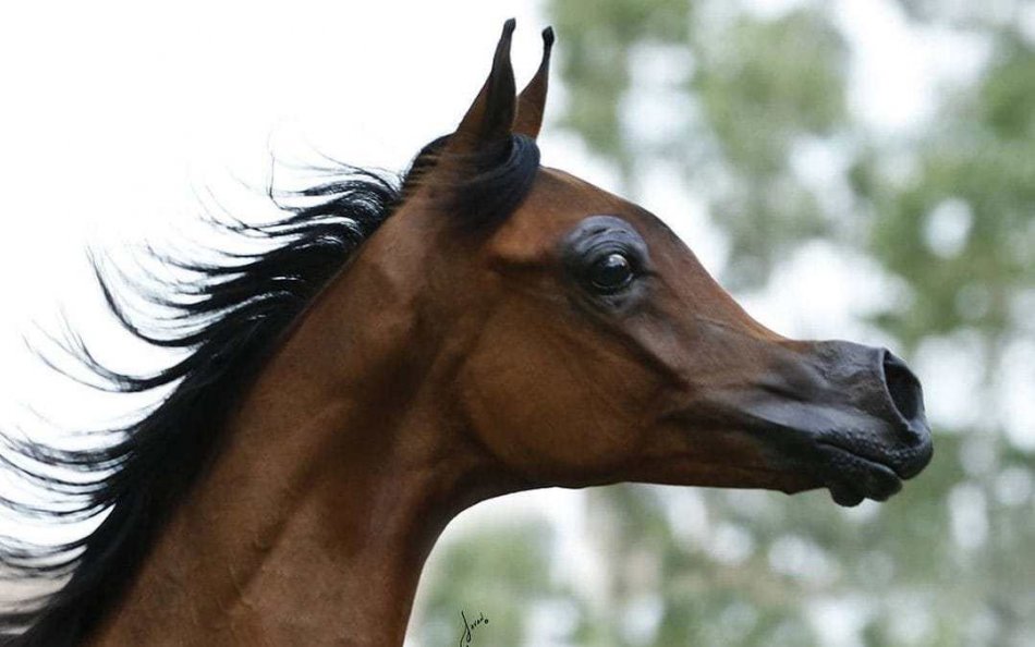 "Мультяшная" арабская лошадка брахицефал фото