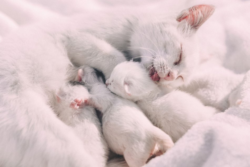 Белая кошка и новорожденные котята фото
