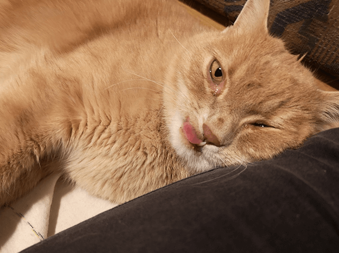 кот, диван, морда кота, рыжая кошка