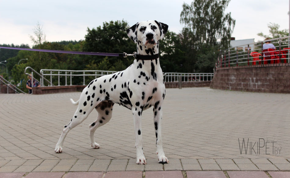 Собака породы далматин фото