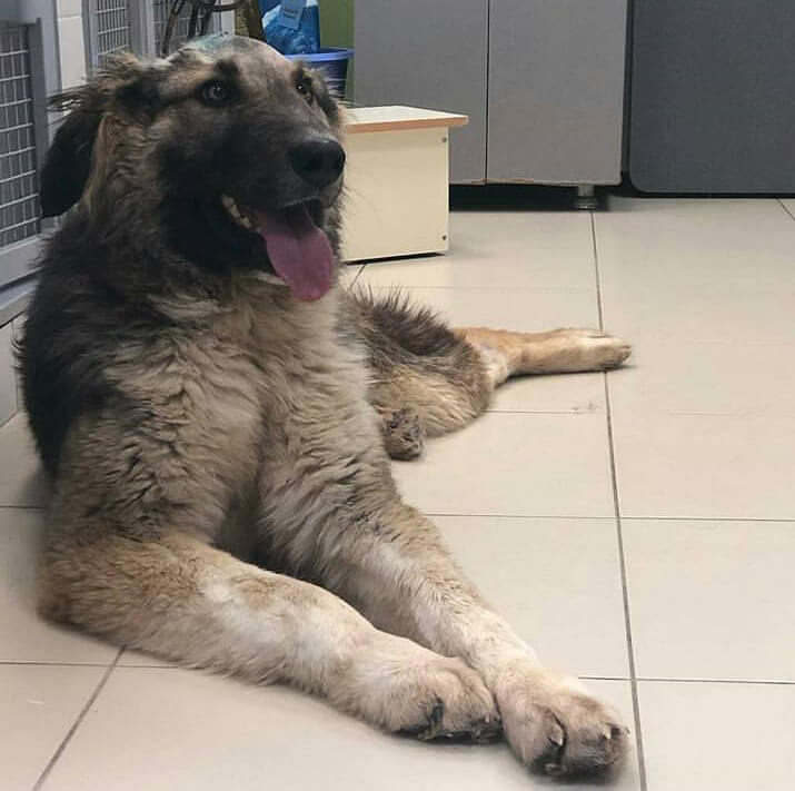 пес, большая собака, ветеринарная клиника