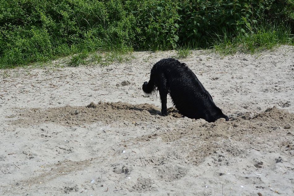 Черная собака копает яму на пляже фото