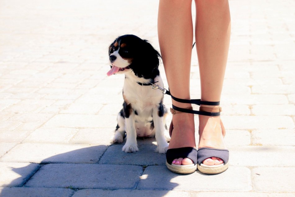 собака обмотала поводком ноги девушки фото
