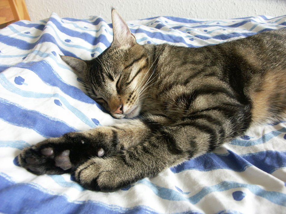 Серо-полосатый кот спит на боку фото
